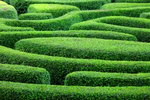 maze